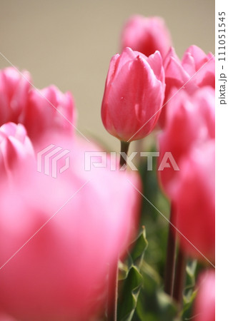 春の日差しを浴びて咲くチューリップ　【千葉県佐倉市佐倉ふるさと広場にて】 111051545