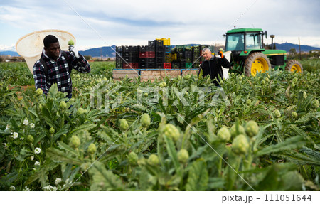 Farmers hand harvesting ripe artichokes Farmers hand harvesting ripe artichokes 111051644