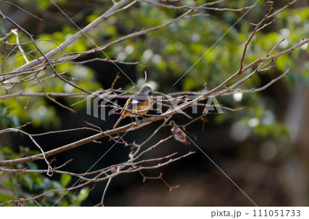 冬鳥 枝に止まるヒタキ科ジョウビタキ♂ 冬鳥 枝に止まるヒタキ科ジョウビタキ♂ 111051733