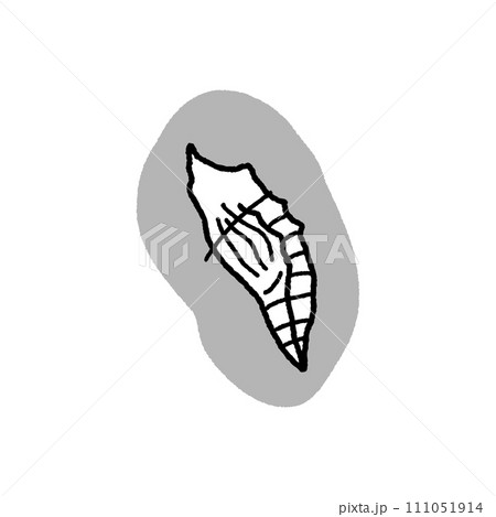 モンシロチョウの蛹・線画 モンシロチョウの蛹・線画 111051914