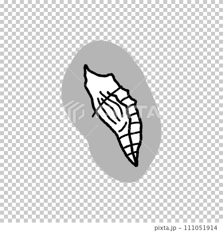 モンシロチョウの蛹・線画 モンシロチョウの蛹・線画 111051914