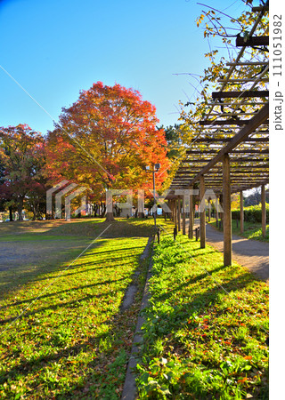 《愛知県》秋の名古屋市名城公園の紅葉風景 111051982