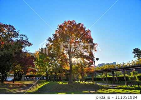 《愛知県》秋の名古屋市名城公園の紅葉風景 《愛知県》秋の名古屋市名城公園の紅葉風景 111051984
