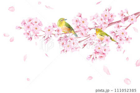 春の花：桜と小鳥（メジロ）の散る花びらのバナー背景。水彩イラスト。（ベクター。レイアウト変更可能） 111052385