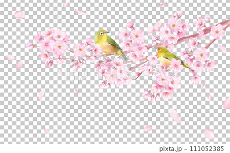 春の花：桜と小鳥（メジロ）の散る花びらのバナー背景。水彩イラスト。（ベクター。レイアウト変更可能） 111052385