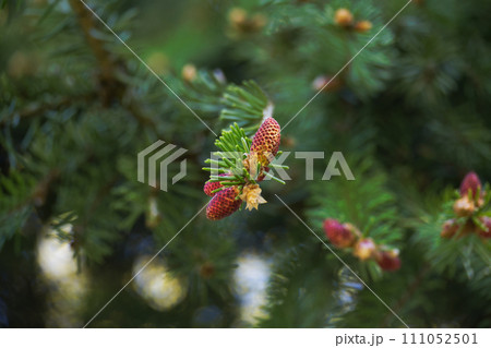 Closeup of fir branches with young buds Closeup of fir branches with young buds 111052501