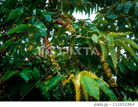 Coffee beans grow on tree 111052864