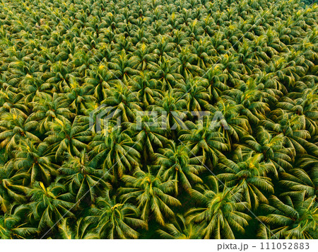 Aerial view of coconut trees farm Aerial view of coconut trees farm 111052883
