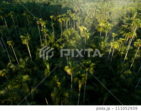 Palm trees in tropical forest 111052939