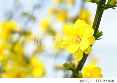 満開に咲くオウバイの花 111053036