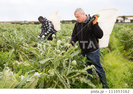 Mature man horticulturist picking harvest of artichokes Mature man horticulturist picking harvest of artichokes 111053162