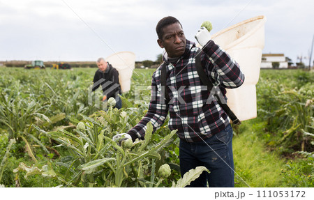 African american man horticulturist picking harvest of artichokes African american man horticulturist picking harvest of artichokes 111053172