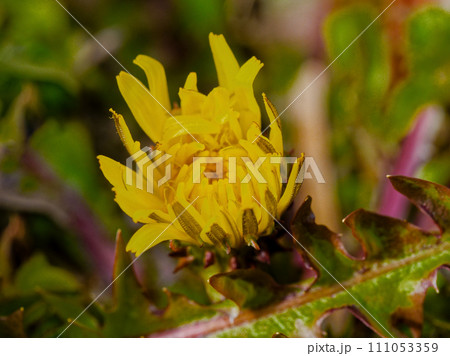 キク科　セイヨウタンポポの花 111053359