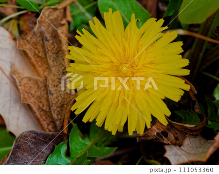 キク科 セイヨウタンポポの花 キク科 セイヨウタンポポの花 111053360