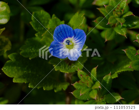 オオバコ科クワガタソウ属オオイヌノフグリの花 111053525