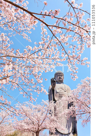 茨城県 春の桜と牛久大仏 茨城県 春の桜と牛久大仏 111053536