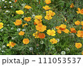 オレンジ色のポピー 111053537