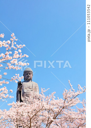 茨城県　春の桜と牛久大仏 111053542