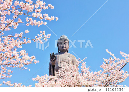 茨城県　春の桜と牛久大仏 111053544