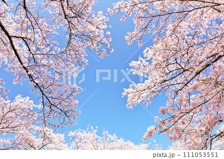 春の綺麗な桜 春の綺麗な桜 111053551
