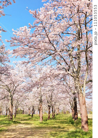 春の綺麗な桜 111053553