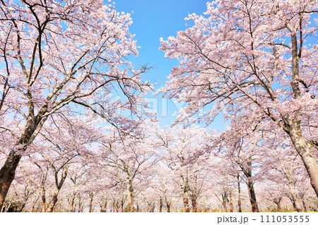 春の綺麗な桜 春の綺麗な桜 111053555