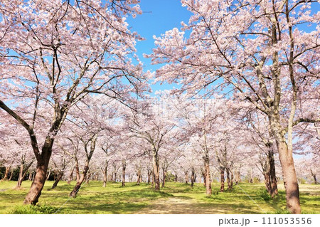 春の綺麗な桜 春の綺麗な桜 111053556