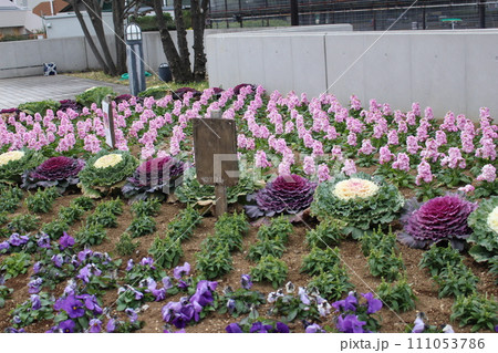 総合運動場を歩いた 111053786