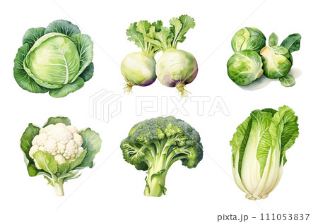 Watercolor set of assorted cabbages isolated on white background. 111053837