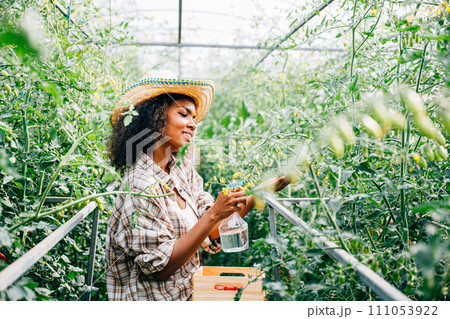 In a greenhouse a black woman farmer uses a spray bottle to water tomato plants. Carefully nurturing growth and utilizing technology in vegetable farming. In a greenhouse a black woman farmer uses a spray bottle to water tomato plants. Carefully nurturing growth and utilizing technology in vegetable farming. 111053922