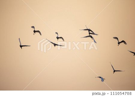 Flock of Birds silhouette in the sky at sunset Flock of Birds silhouette in the sky at sunset 111054708