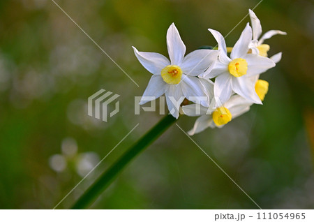 白い水仙の花 111054965
