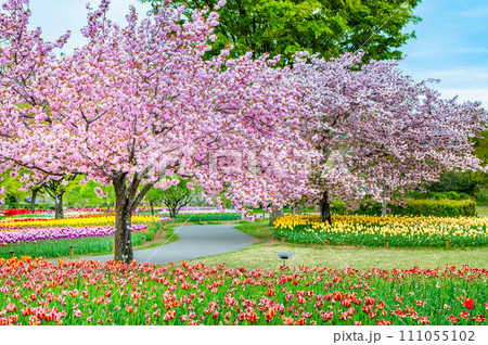 長野 国営アルプスあづみの公園のチューリップと桜 長野 国営アルプスあづみの公園のチューリップと桜 111055102