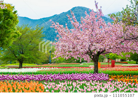 長野 国営アルプスあづみの公園のチューリップと桜 111055107