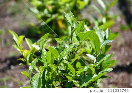 チャノキ 111055746