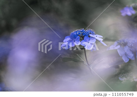 高幡不動尊の紫陽花 高幡不動尊の紫陽花 111055749