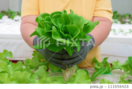 fresh vegetable growing in hydroponics system fresh vegetable growing in hydroponics system 111056428