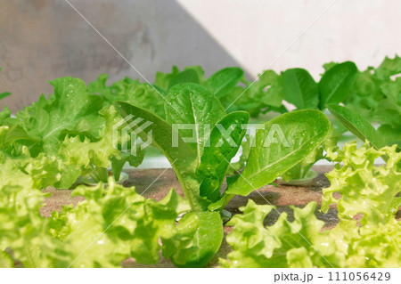 fresh vegetable growing in hydroponics system fresh vegetable growing in hydroponics system 111056429