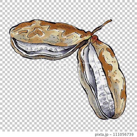 アケビ　手描きイラスト 111056739