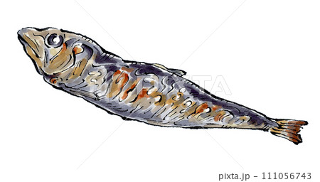 イワシの焼き魚　手描きイラスト 111056743