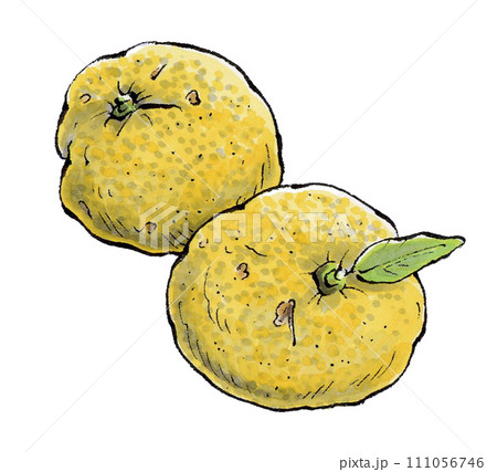 Yuzu hand drawn illustration - Stock Illustration [111056746] - PIXTA