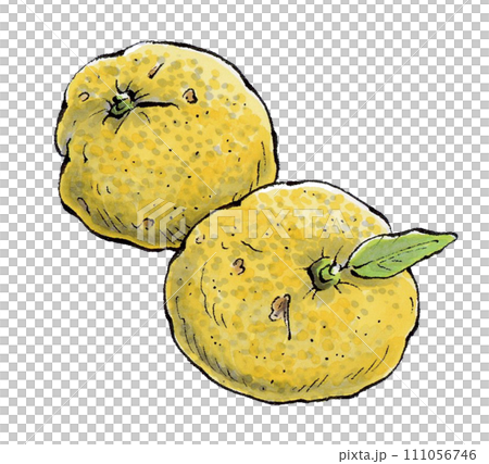 柚子手繪插畫 111056746