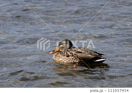 冬の琵琶湖上で越冬するマガモのクローズアップ 111057454