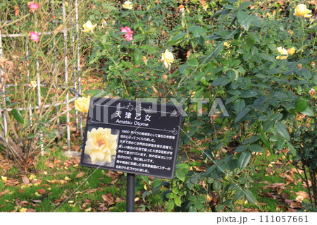 総合運動場を歩いた 111057661