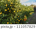 たわわに実ったミカン畑 111057829