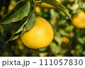 木になるミカン 111057830