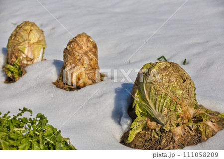 雪にも負けない野菜たち 111058209