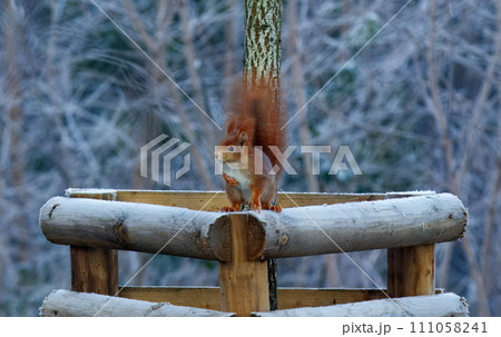 Red squirrel sitting in the tree in sunny winter day. 111058241
