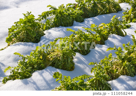 雪にも負けない野菜たち 雪にも負けない野菜たち 111058244