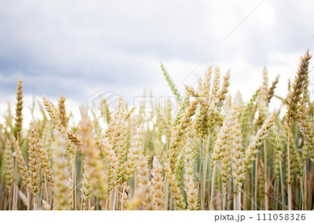 Gold ripe wheat ears growing on a farm field in rural area on a summer day 111058326
